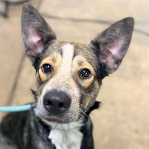 Lenny, Shepherd, adult, available for adoption