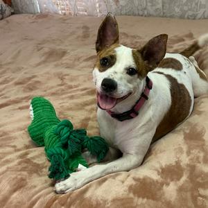 Jujube, Corgi, Cardigan Welsh, adult, available for adoption