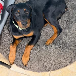Diesel, Rottweiler, available for adoption