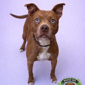 Betty, Mixed Breed (Medium), senior, available for adoption