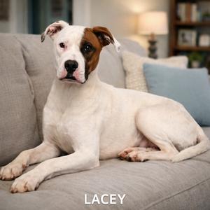 A white boxer mix dog with a brown patch over its right eye and ear, named Lacey, is sitting on a grey couch.
