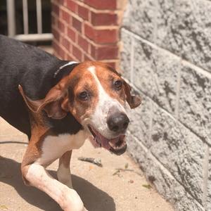Boone, Coonhound, Treeing Walker, adult, available for adoption