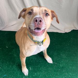 Hunter, Mixed Breed (Large), adult, available for adoption