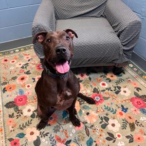 Darius, Mixed Breed (Large), senior, available for adoption