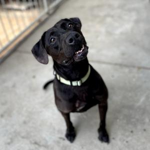 Delilah, Retriever, Labrador, senior, available for adoption