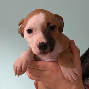 A small brown and white puppy being held in someone's hands.