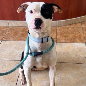 Blake, Mixed Breed (Medium), adult, available for adoption
