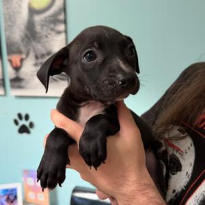 Oregano, Terrier, available for adoption