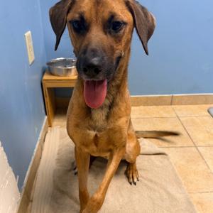 Pixar, Hound, adult, available for adoption