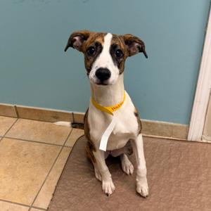 A brown and white dog with floppy ears sitting on a mat, wearing a yellow collar.