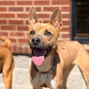 Foxy, Mixed Breed (Medium), adult, available for adoption