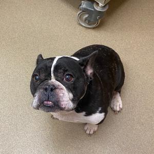 Chase, Bulldog, French, senior, available for adoption
