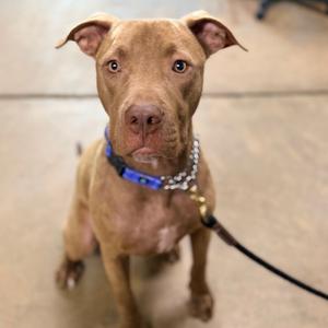 A brown dog with a blue collar and a chain leash, sitting on a concrete floor.