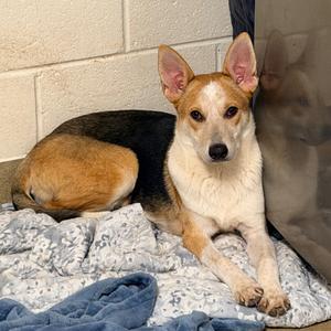 Andi, Cattle Dog, Australian (Red Heeler), adult, available for adoption