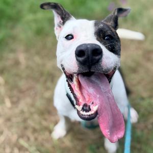 A black and white dog with its mouth open, tongue out, and ears perked up, standing on grass.