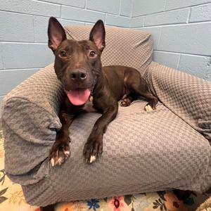 Johnny, Retriever, Black Labrador, adult, available for adoption