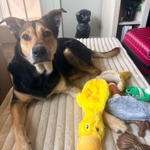 Ellie, Mixed Breed (Large), adult, available for adoption