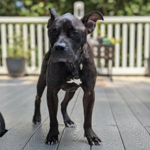 Pippa, Terrier, American Pit Bull, adult, available for adoption