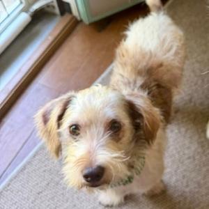 Murphy, Terrier, Jack Russell, adult, available for adoption