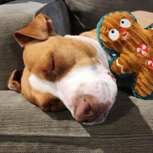 Penelope, Hound, adult, available for adoption