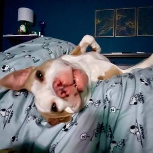 Apollo, Boxer, adult, available for adoption