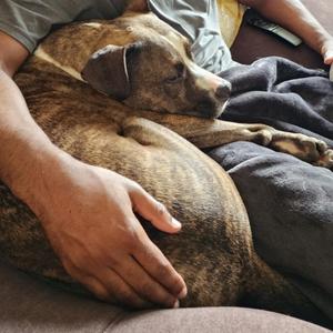 Niko, Boxer, adult, available for adoption