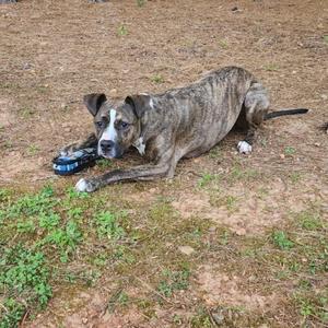 A dog lying on the ground
