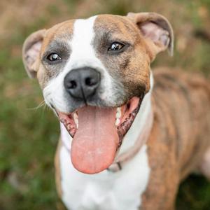 Phoebe, Terrier, American Pit Bull, adult, available for adoption