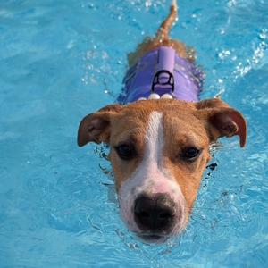 A dog swimming in a pool, wearing a purple life vest.