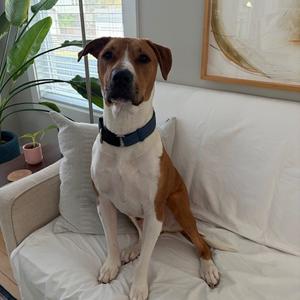 A medium-sized brown and white dog with a blue collar sits on a white couch.