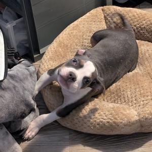 Addie, Terrier, American Staffordshire, puppy, available for adoption