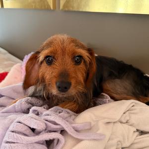 Maple, Terrier, Yorkshire, Yorkie, adult, available for adoption