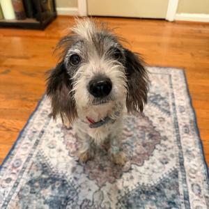 Gracie, Terrier, Jack Russell, adult, available for adoption