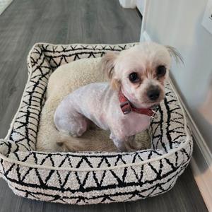 A small, light-colored dog with a red collar sitting in a patterned dog bed.