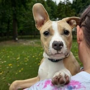 Sage, Mixed Breed (Medium), adult, available for adoption