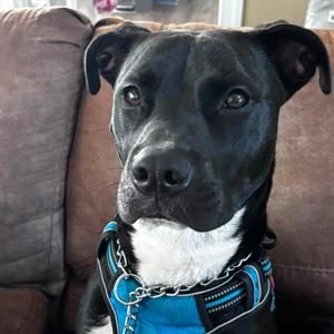 Stormy, Terrier, American Staffordshire, adult, available for adoption