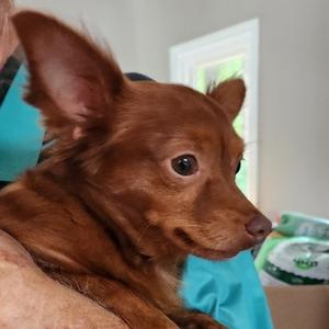 Paco, Chihuahua, Long Coat, adult, available for adoption