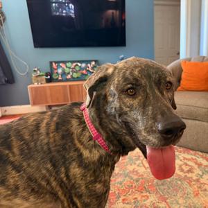 Willow, Mixed Breed (Large), adult, available for adoption
