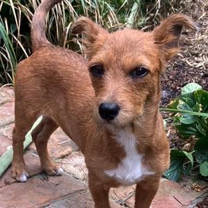 REN, Chihuahua, adult, available for adoption