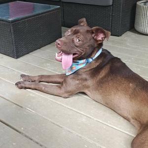 Simon, Mixed Breed (Medium), adult, available for adoption