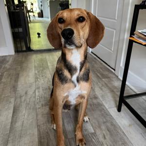 Milton, Hound, adult, available for adoption