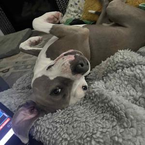 Cleo, Mixed Breed (Medium), adult, available for adoption