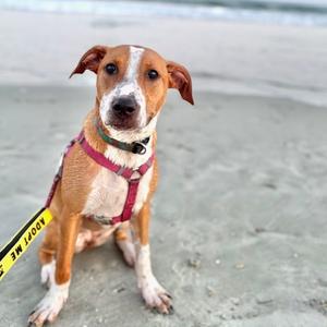 A tan and white dog sitting on a sandy beach wearing a red harness and an 'ADOPT ME' leash.