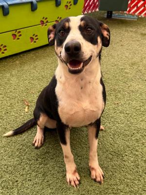 Domino, Mixed Breed, young, available for adoption