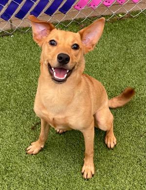 Blondie, Mixed Breed, young, available for adoption