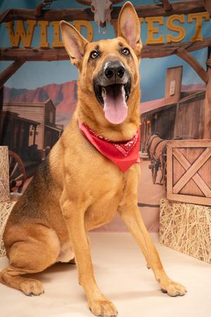 Garver, German Shepherd Dog Mix, adult, available for adoption