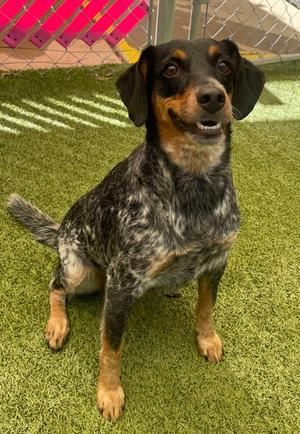 Clara, Australian Cattle Dog Mix, adult, available for adoption
