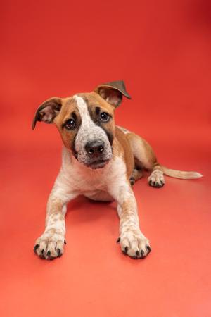 A brown and white puppy lying on a red background