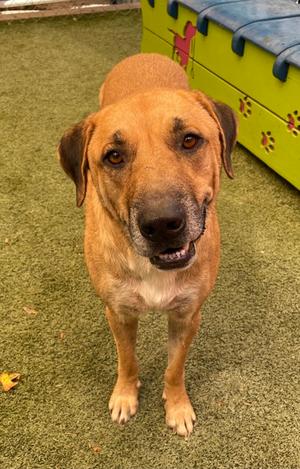 A brown dog with floppy ears standing on a green artificial turf surface, looking directly at the camera with a slightly open mouth. In the background, there is a colorful dog house with paw prints on it.
