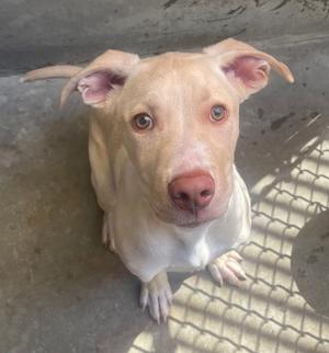A light-colored dog with floppy ears and a pink nose is sitting on a concrete surface, looking up at the camera. The dog's ears are perked up, and its eyes are wide and expressive. The background includes a chain-link fence casting shadows on the ground.
